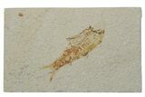 Bargain, Fossil Fish (Knightia) - Green River Formation #237238-1
